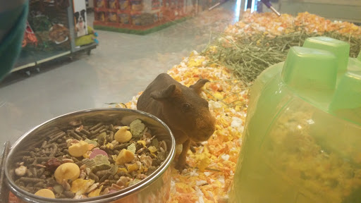 Pet Supply Store «PetSmart», reviews and photos, 5 Mystic View Rd, Everett, MA 02149, USA