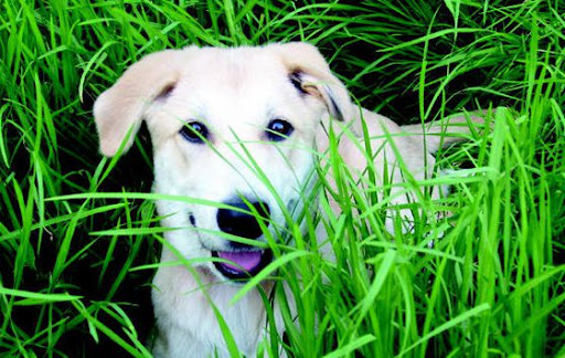 Kukume Centro Veterinario en Sestao