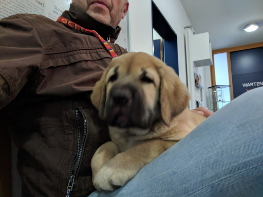 Tierärztliche Praxis für Pferde und Kleintiere - Dr. Hellmann unter Ahaus, Nordrhein-Westfalen