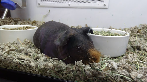 Pet Supply Store «Petco Animal Supplies», reviews and photos, 1090 Fort Union Blvd, Midvale, UT 84047, USA