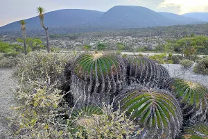 Reserva de la Biósfera Tehuacán-Cuicatlán image