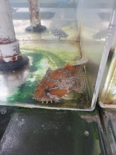 Tropical Fish Store «The Fish Store», reviews and photos, 2050 Chamblee Tucker Rd, Chamblee, GA 30341, USA