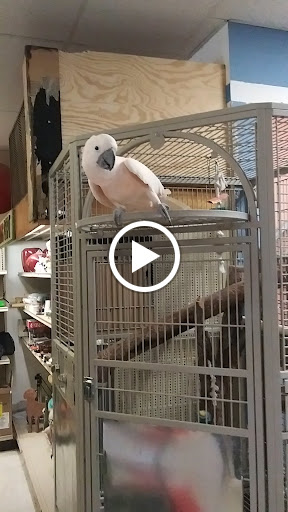 Pet Store «Forever Pets Inc», reviews and photos, 1030 Basse Rd, San Antonio, TX 78212, USA