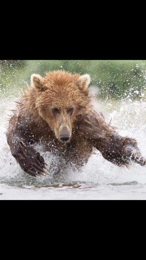 Plumber «Big Bear Plumbing Company, Reno NV», reviews and photos, 323 Mt Rose St, Reno, NV 89509, USA