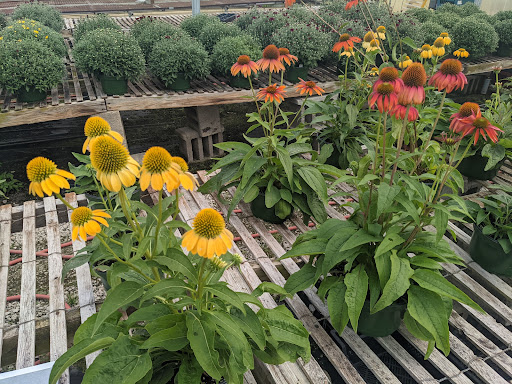 Wholesale Plant Nursery «Garden Fantasy», reviews and photos, 43250 Tyler Rd, Belleville, MI 48111, USA