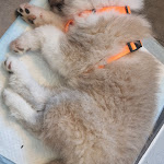 Photo n°4 de l'avis de Patrick.o fait le 20/08/2022 à 15:31 sur le  Montecarlo à Tortona