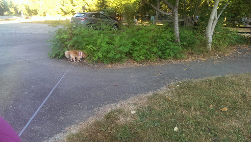 Park «Machias Trailhead Park», reviews and photos, 1626 Virginia St, Snohomish, WA 98290, USA