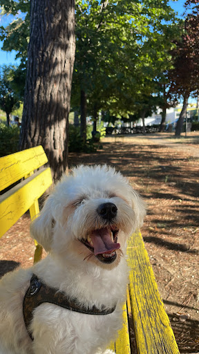 Pensioni per cani e dog hotel a Dog Service - Pensione per Cani e Dog Sitter