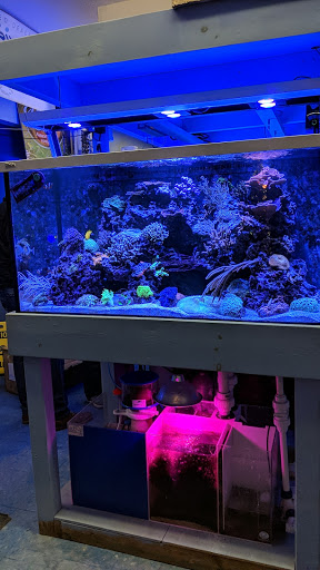 Aquarium Shop «Sea Creature Aquarium», reviews and photos, 1455 Mineral Spring Ave, North Providence, RI 02904, USA