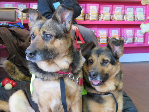 Pet Groomer «Woof Gang Bakery & Grooming Bridgewater», reviews and photos, 732 US-202 #130, Bridgewater, NJ 08807, USA