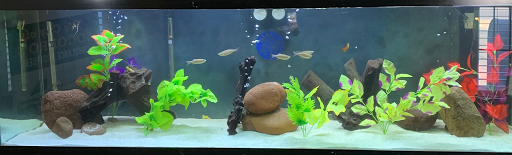 Pet Supply Store «Sea Creatures Saltwater Fish», reviews and photos, 11335 Montwood Dr, El Paso, TX 79936, USA