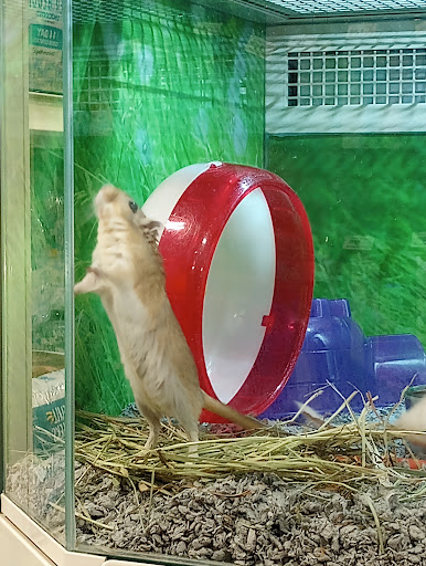 Pet Supply Store «PetSmart», reviews and photos, 5650 Mercury Dr, Dearborn, MI 48126, USA