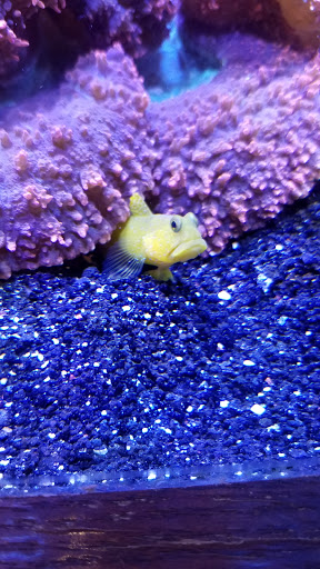 Pet Store «Ark Pet Shop», reviews and photos, 2400 W Lincoln Hwy, Merrillville, IN 46410, USA