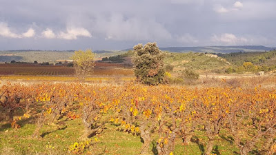 SCAV Terroirs du Vertige - Caveau de Cucugnan à Cucugnan
