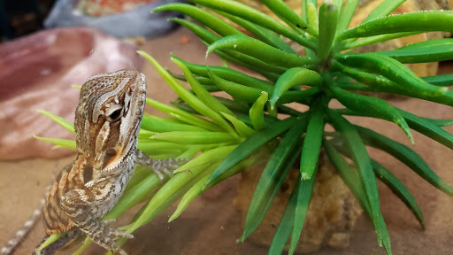 Pet Supply Store «PetSmart», reviews and photos, 650 Elsinger Blvd, Conway, AR 72032, USA