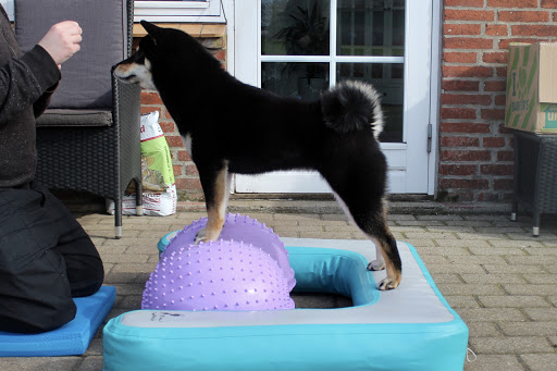 Hunde Fitness ApS in Brørup, Esbjerg