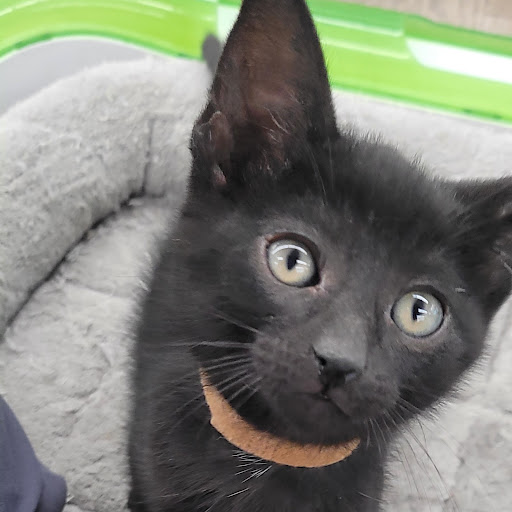 Pet Store «PV Pets», reviews and photos, 233 S Broadway, Pennsville, NJ 08070, USA