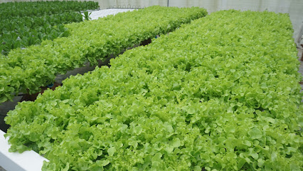 ฟาร์มผักอ้วน The Salad Phatthalung