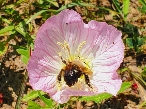 Park «Lake Houston Wilderness Park», reviews and photos, 25840 FM 1485, New Caney, TX 77357, USA