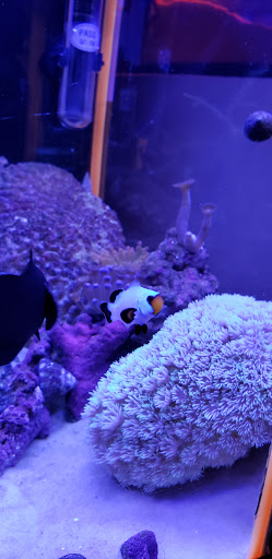 Tropical Fish Store «The Reef Shoppe», reviews and photos, 900 Morris Park Ave, Bronx, NY 10462, USA