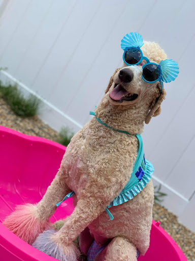 Pet Groomer «Precious Paws», reviews and photos, 221 N Marble St, Rockmart, GA 30153, USA