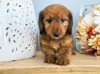 Playful Pets - Photo 7 - Car repair in Conshohocken, PA, Philadelphia