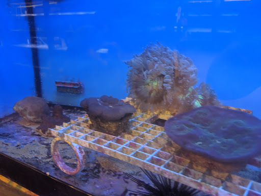 Tropical Fish Store «The Ultimate Aquarium», reviews and photos, 828 Lighthouse Ave, Monterey, CA 93940, USA