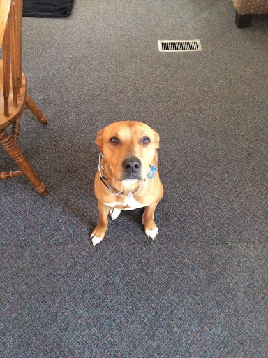 Animal Hospital «Hardaway Veterinary Hospital», reviews and photos, 5650 Jackrabbit Ln, Belgrade, MT 59714, USA