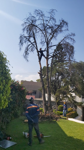 Arborista Sánchez: Poda, derribo y fumigación de árboles.