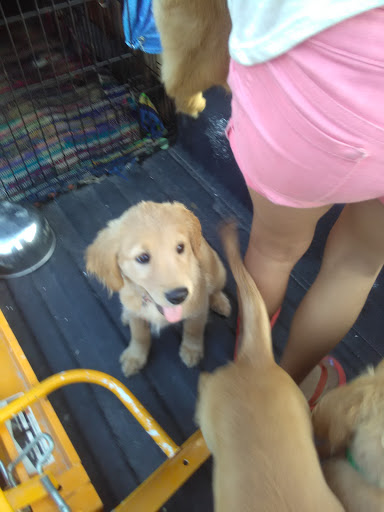 Pet Store «Just Puppies Inc», reviews and photos, 2004 Veirs Mill Rd, Rockville, MD 20851, USA