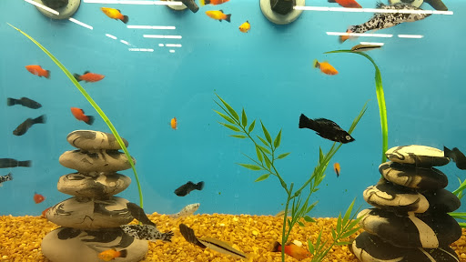 Pet Supply Store «PetSmart», reviews and photos, 1386 Atwood Ave, Johnston, RI 02919, USA