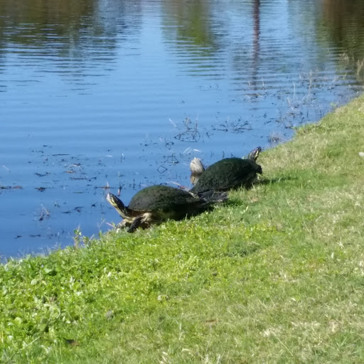 Golf Course «The Tides Golf Club», reviews and photos, 11832 66th Ave N, Seminole, FL 33772, USA