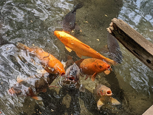 Zoo «Sedgwick County Zoo», reviews and photos, 5555 Zoo Boulevard, Wichita, KS 67212, USA