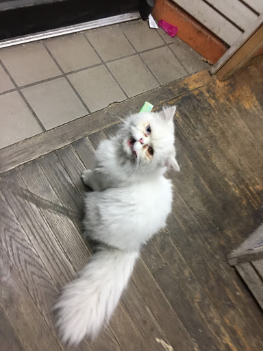 Pet Store «Pet Boutique and Supply», reviews and photos, 320 5th Ave, Brooklyn, NY 11215, USA