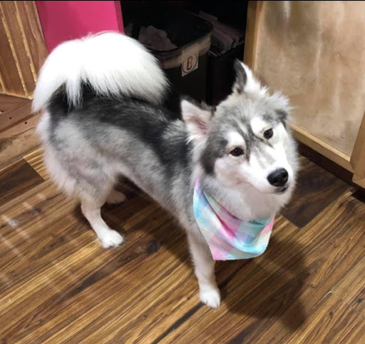 Pet Groomer «Woof Gang Bakery Rockwall», reviews and photos, 832 Steger Towne Rd, Rockwall, TX 75032, USA