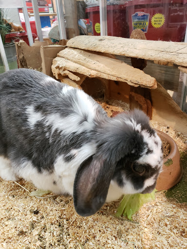 Gift Shop «The Wrinkled Egg», reviews and photos, 2710 NC-225, Flat Rock, NC 28731, USA