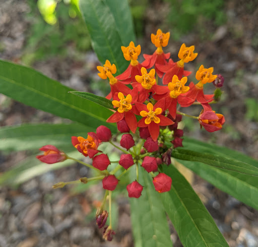 Park «Hammock Park», reviews and photos, 1945 San Mateo Dr, Dunedin, FL 34698, USA