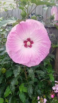 O'Le Henry Gardens - Photo 5 - Car repair in Norton Shores, MI, Muskegon