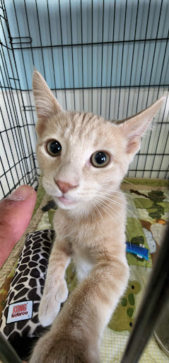 Pet Supply Store «Healthy Pet Center», reviews and photos, 237 N Greenbush Rd, Troy, NY 12180, USA