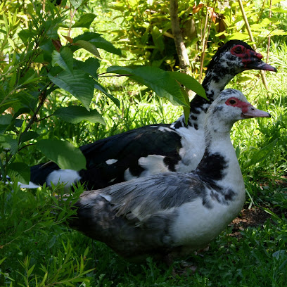 Granja avícola Rayü