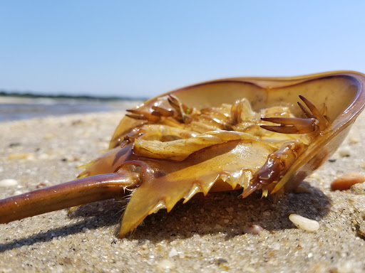 Campground «Camp Gateway - Sandy Hook», reviews and photos, 26 Hudson Rd, Highlands, NJ 07732, USA