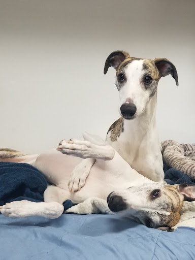 Pet Groomer «B-I-S Pet Grooming», reviews and photos, 5670 Main St, Springfield, OR 97478, USA