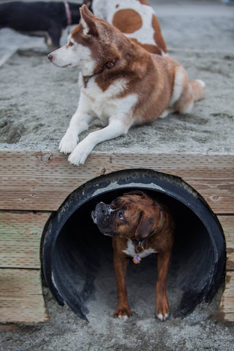 Here, Doggy image