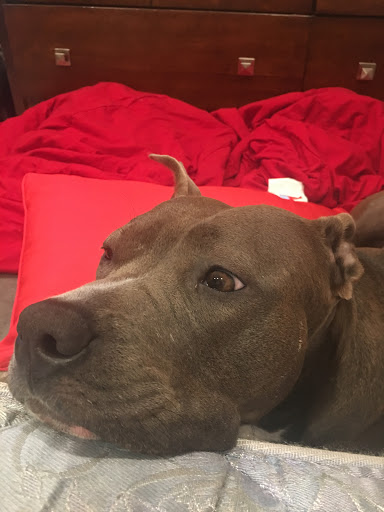 Pet Supply Store «Petco Animal Supplies», reviews and photos, 1591 Sloat Blvd, San Francisco, CA 94132, USA