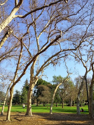 Lacy Park - photo 47