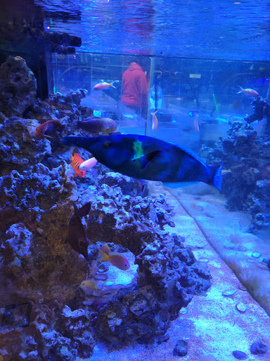 Tropical Fish Store «Aquatic Wildlife Co», reviews and photos, 70 Buckland Rd, South Windsor, CT 06074, USA