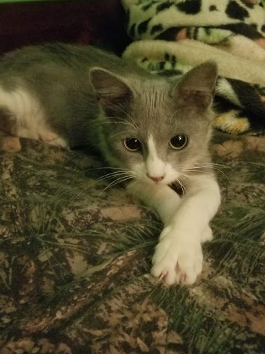 Pet Supply Store «Petco Animal Supplies», reviews and photos, 4665 Garth Rd #400, Baytown, TX 77521, USA