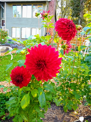 Park «Melilah Park», reviews and photos, SW 182nd Ave, Aloha, OR 97006, USA