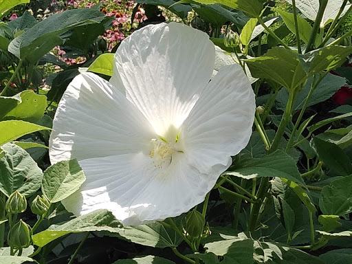 Stadium «Great American Ball Park», reviews and photos, 100 Joe Nuxhall Way, Cincinnati, OH 45202, USA