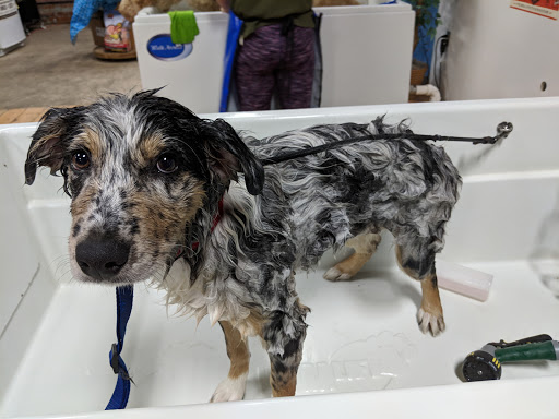 Pet Groomer «That Dog Wash», reviews and photos, 1401 Jackson St, Omaha, NE 68102, USA